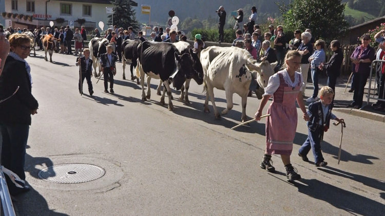 Alpine Cattle Descent 2 PR dallas simpson