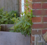 madder_plant